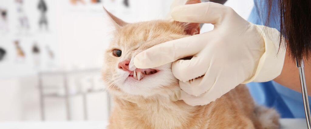 Beyond Fresh Breath: The Hidden Benefits of COHAT Dental Cleanings