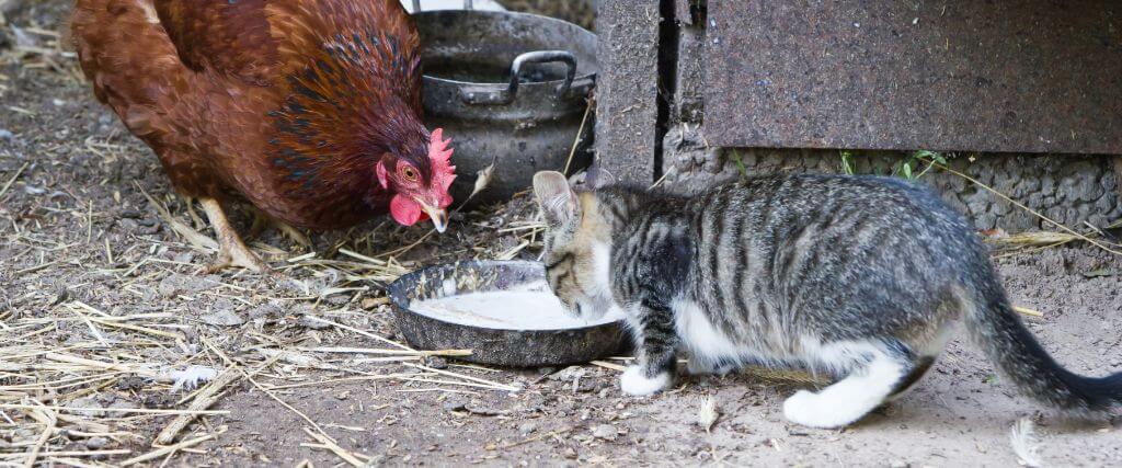 Bird flu can be transmitted to cats by outdoor poultry.