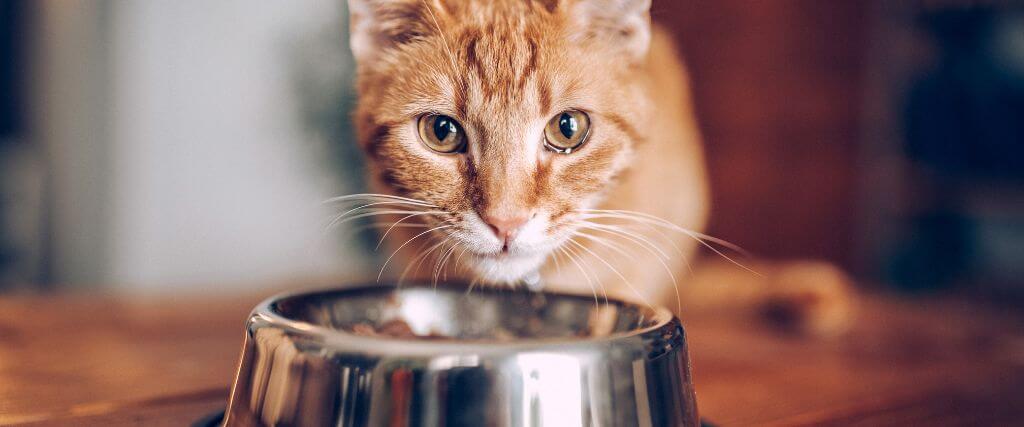 Cat eating food from a bowl.