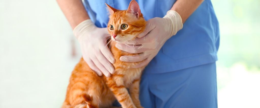 A veterinarian holding a cat on the exam table.