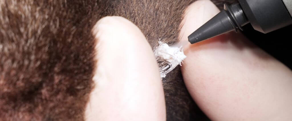 Veterinarian performing cryosurgery on a pet