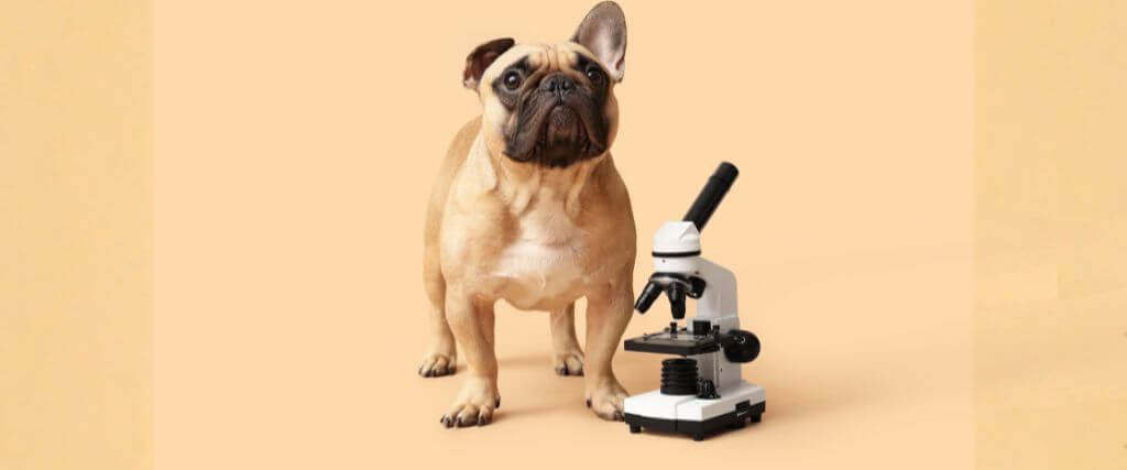 Pug with microscope