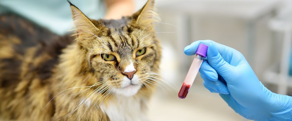 A cat having blood work done at the vet's office. 