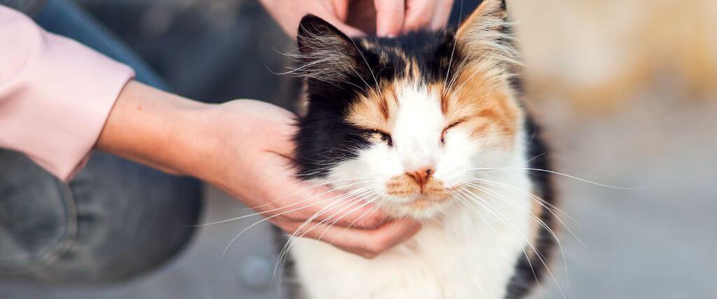 Calico cat being pet by owner.