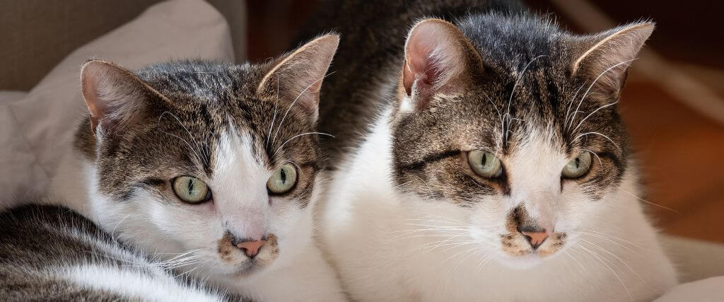 Forever Viruses: How FeLV and FIV Affect Your Cat's Health