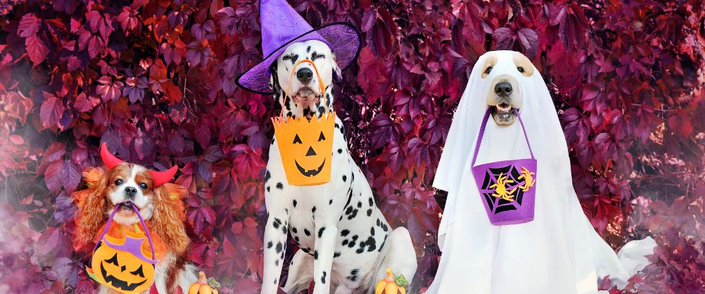 Dogs of various sizes dressed up in Halloween costumes