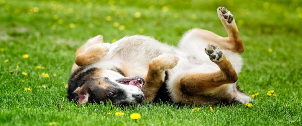 Dog outside rolling in grass, potential for dog grass allergies