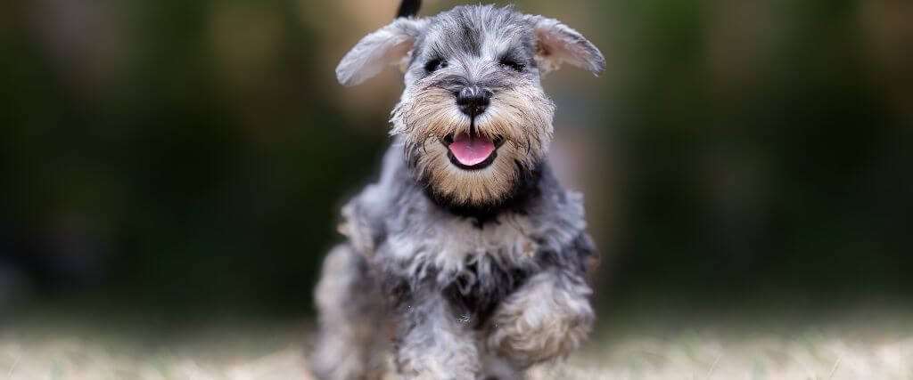A small schnauzer puppy ready for a responsible puppy owner.
