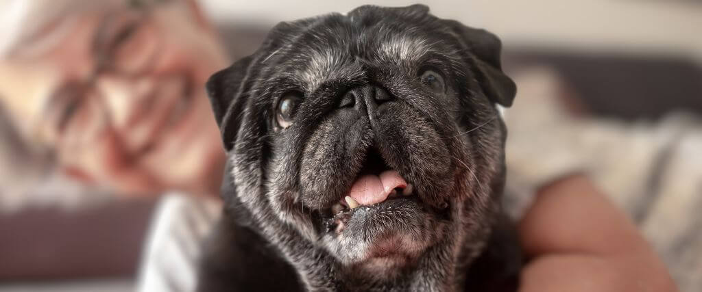 Senior black pug and owner smiling at camera.