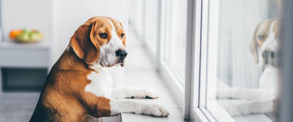 Dog with separation anxiety looking out the window and waiting for their owner