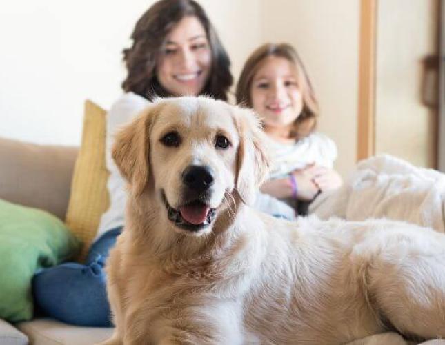 A Veterinarian’s Guide to At Home Pet Vaccinations: The Pros, Cons, and Risks to Be Aware Of