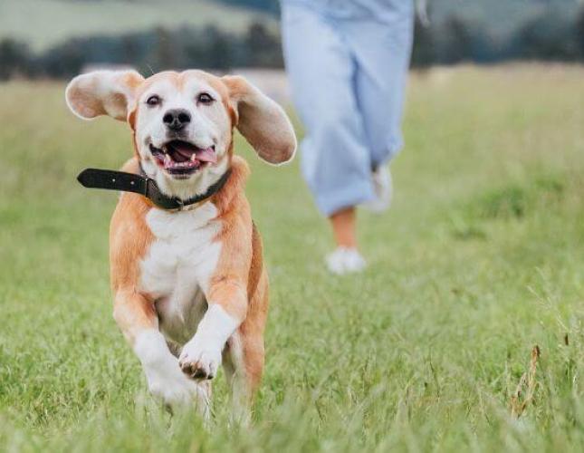 Battling Tick-Borne Diseases: A Focus on Ehrlichiosis and Anaplasmosis