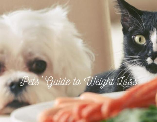 A Pet's Guide to Weight Loss