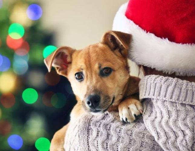 I Got a Pet for Christmas! Now What?