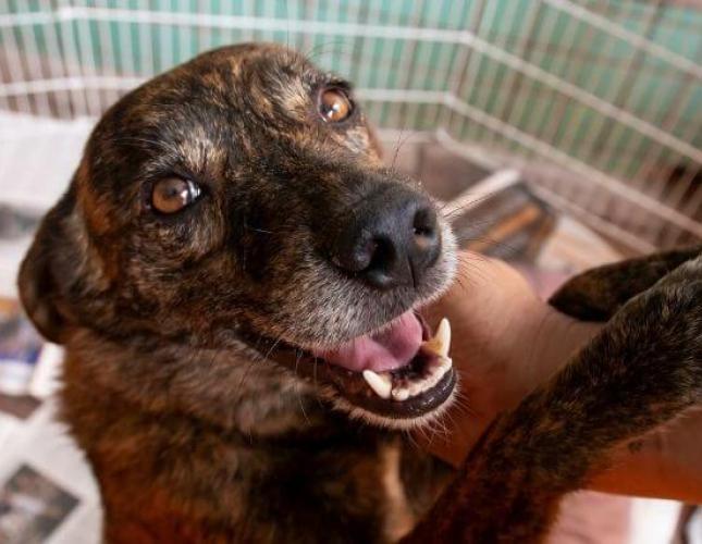 National Rescue Dog Day – Top Reasons Why a Rescue Should Be Your Next Dog