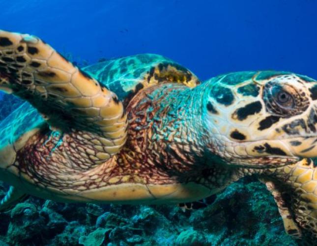 Endangered Reptiles: Conservation Efforts and How You Can Help