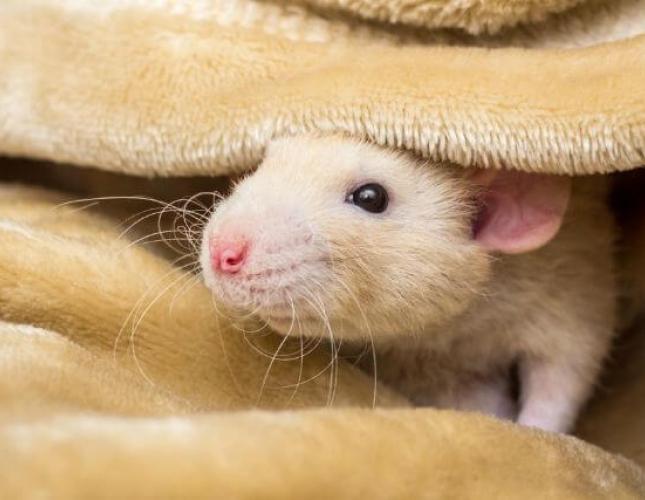 Everything You Need to Know About Caring for a Fancy Rat