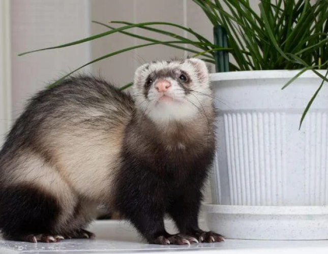 Ferrets as Family: The Art of Ferret Care
