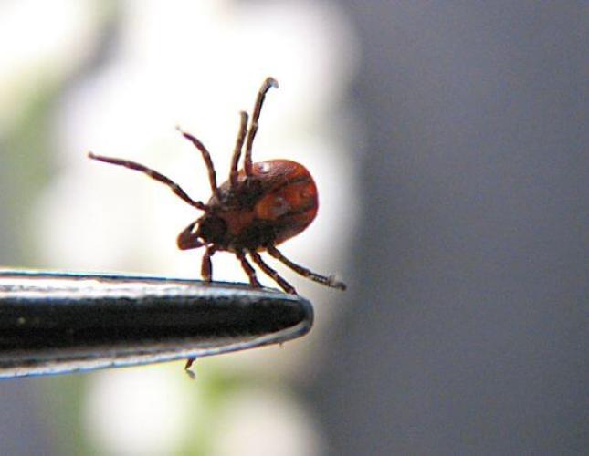What Pet Owners Need to Know About Tick-Borne Diseases & Tick Prevention