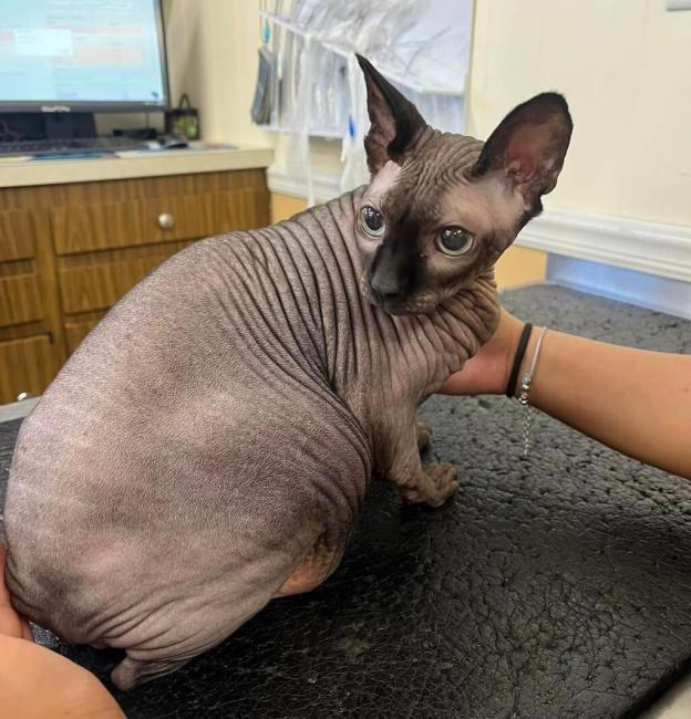 cat