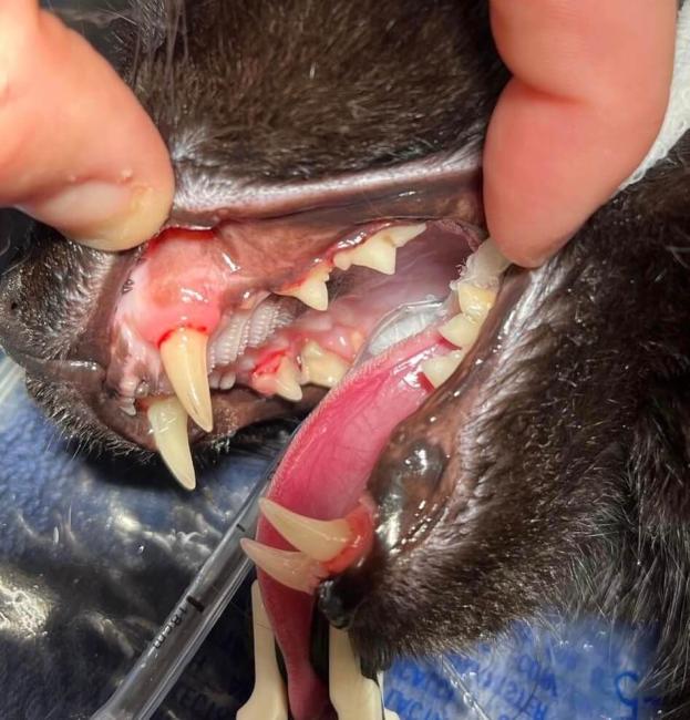 dentistry