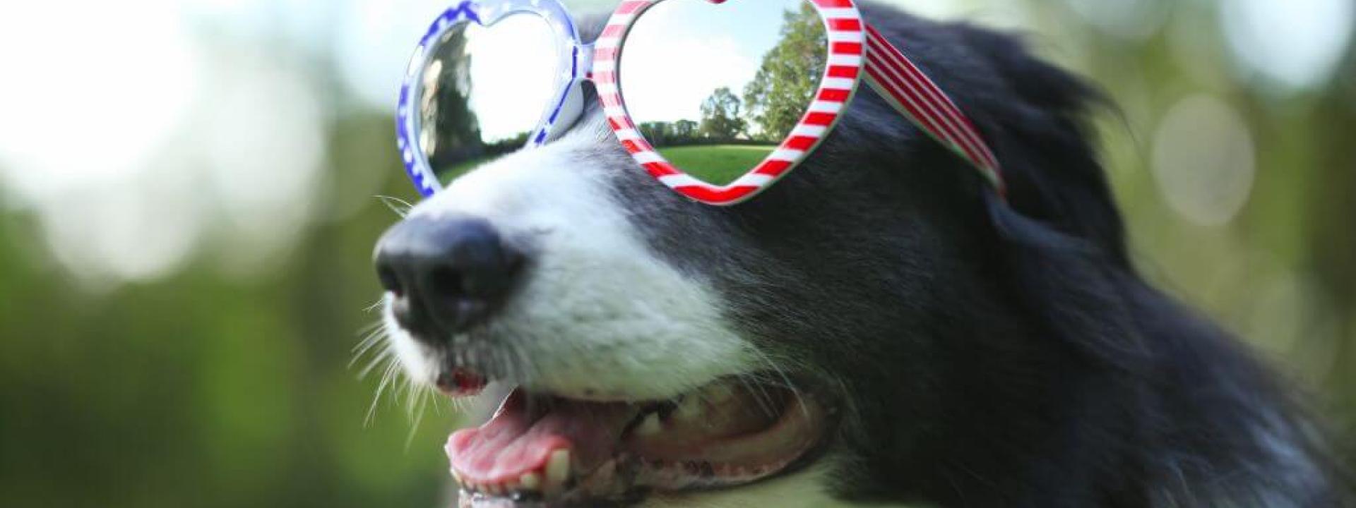 Dog wearing American flag sunglasses, celebrating 4th of july pet safety