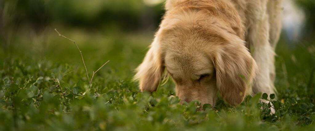 Dog sniffing around in the grass, dogs and cicadas can be a recipe for GI upset