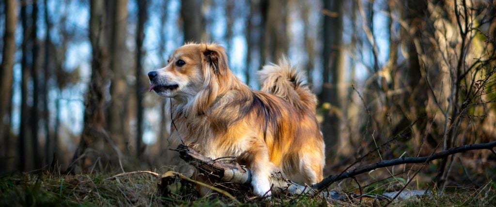 Dog standing in the woods, an environment where dogs can get poison ivy