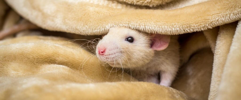 Everything You Need to Know About Caring for a Fancy Rat