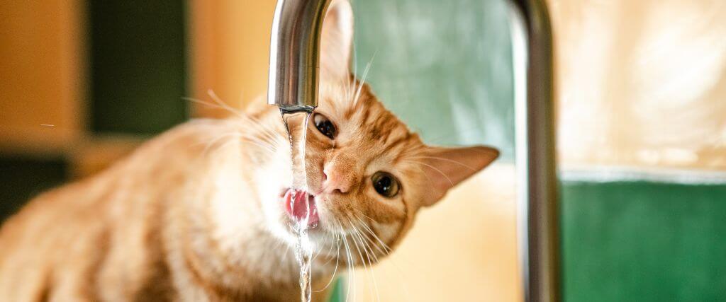 Orange cat drinking from a sink faucet to avoid cat dehydration