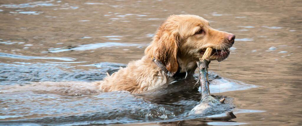 Dog swimming in water carrying a large stick, at risk for leptospirosis in dogs