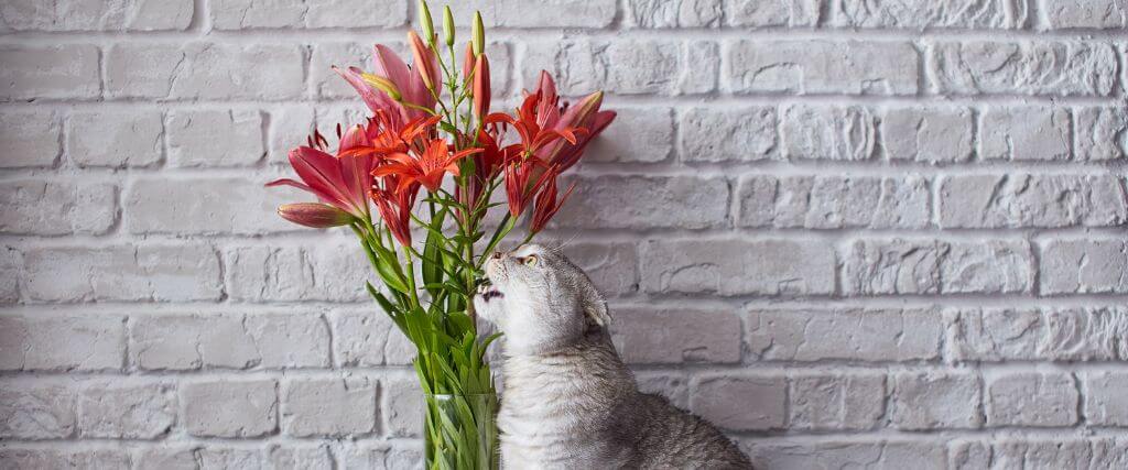 Gray cat chewing on lily flowers in a vase, at risk of lily poisoning