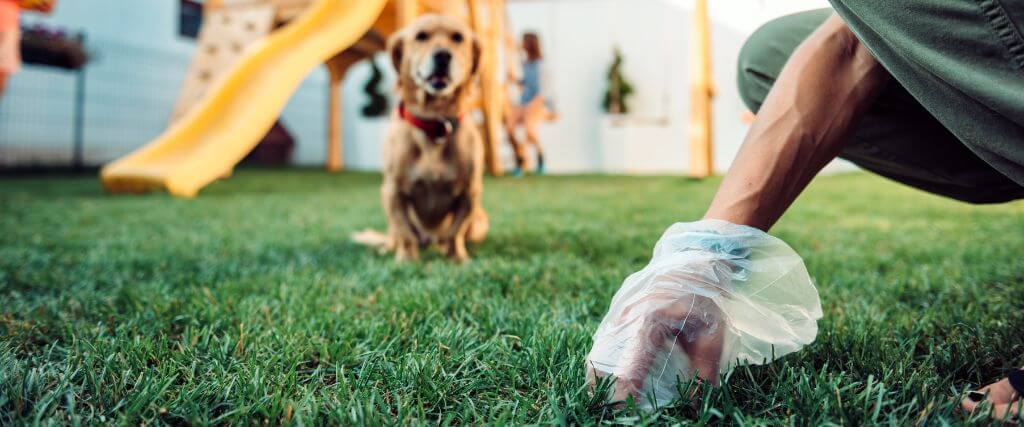 Owner picking up dog poop