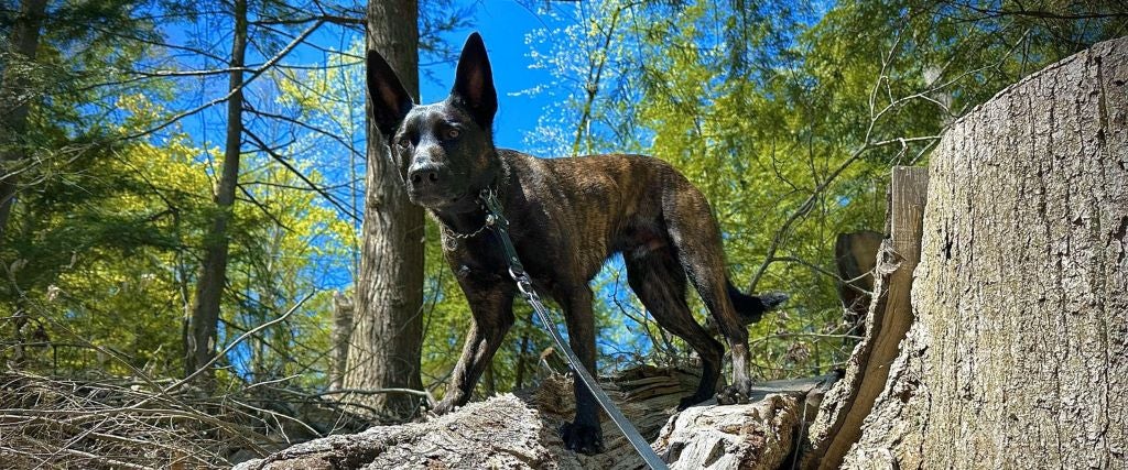 Thunder, Heat, & Hairy Situations: Spring & Summer Pet Preparedness