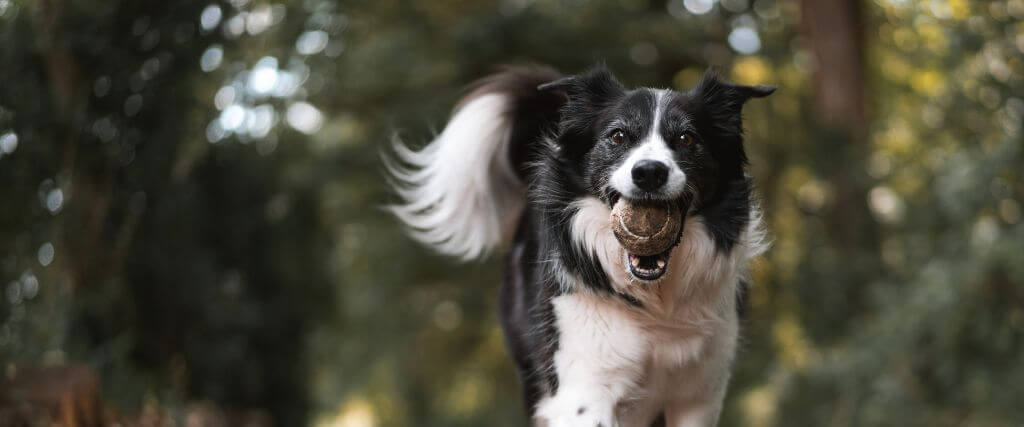 Happy white and black dog running outside with a tennis ball in its mouth