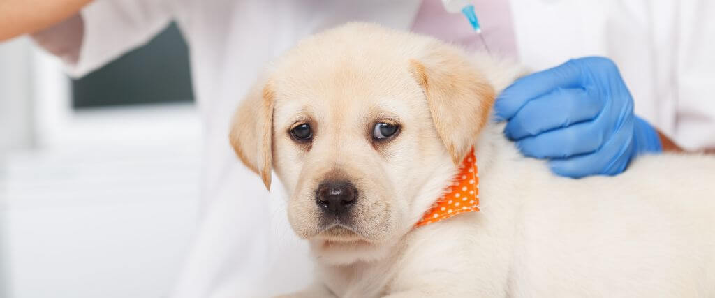 Small puppy getting a dog vaccination at the vet's office