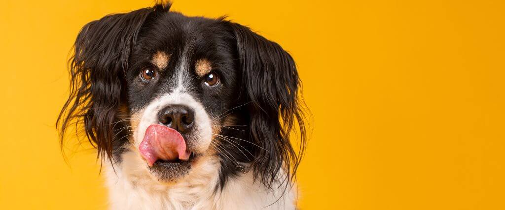Dog licking its nose. Why do dogs lick?