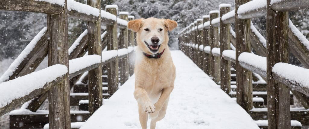 Winter Weather and Your Dog’s Paws: How to Keep Them Safe in Snow and Ice